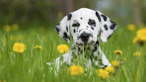 dog in field pets