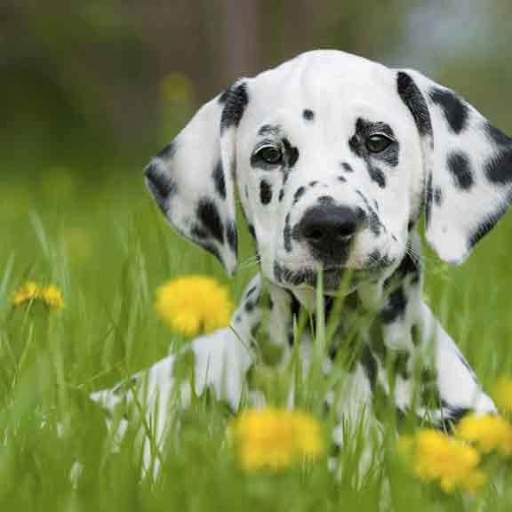 dog in field pets square